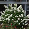 Fire Light Hydrangea #6 - Image 2